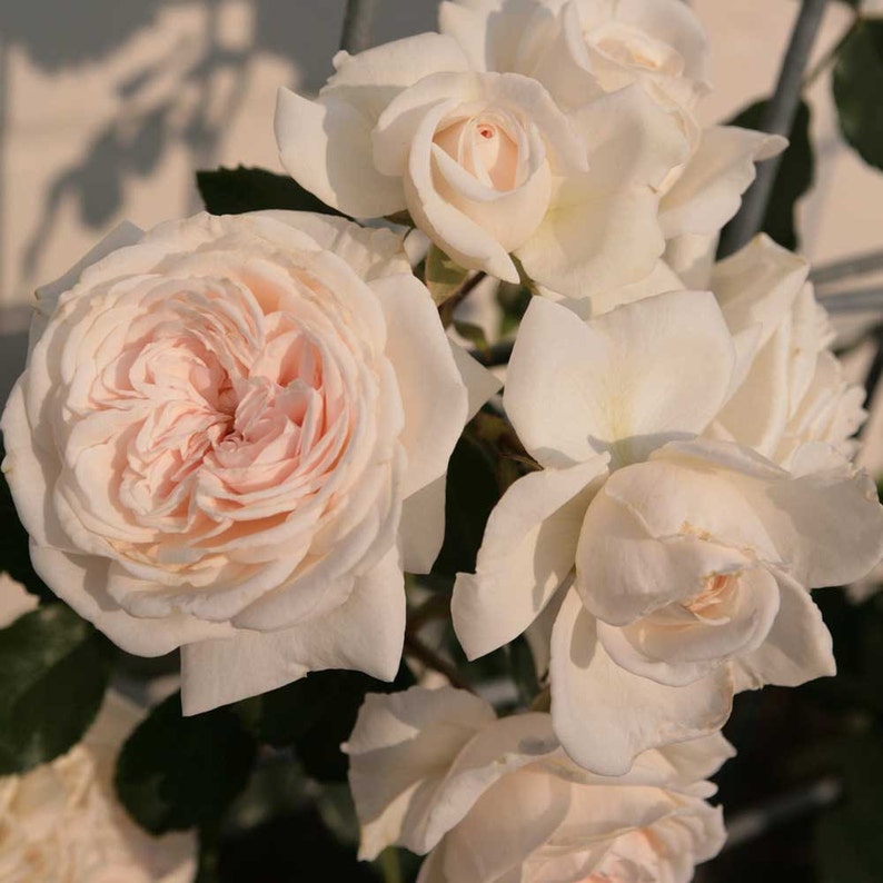 Honeymoon Climbing Rose Plant Potted Arborose ® Series Own Etsy