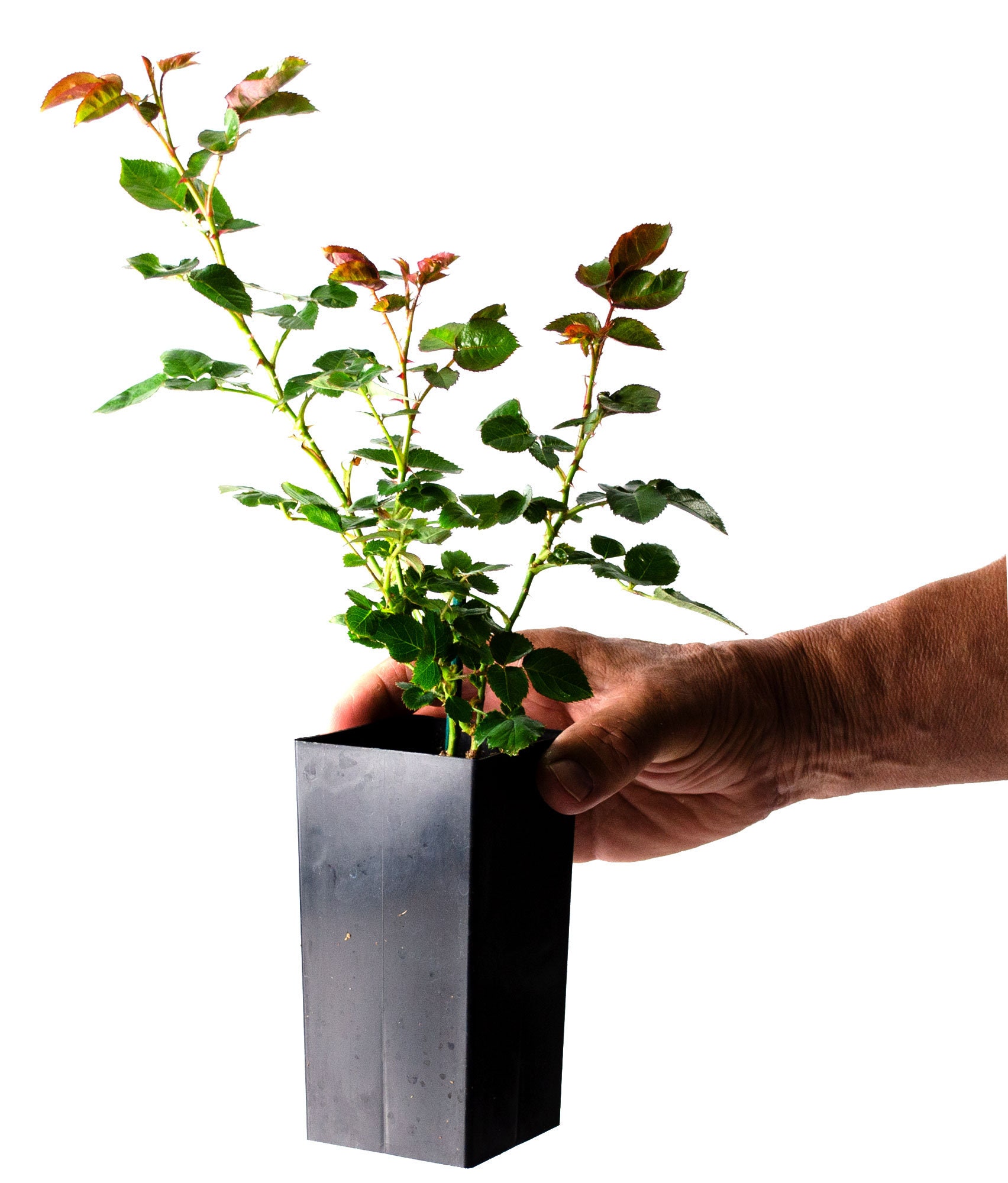 Tangerine Skies Arborose Climbing Rose Plant Potted Large Etsy