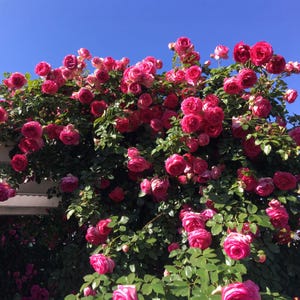 Pretty In Pink Eden Climbing Rose Plant 1.5 Gallon Potted | Fragrant Pink Flowers Own Root