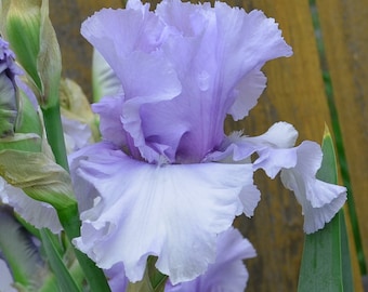 Sugar Blues Iris Plant Quart Pot | Fragrant Blue Flowers Repeat Blooming Perennial Tall Bearded Iris | Easy To Grow | Shipping Now