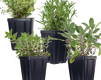 Herb Plant Collection | Quart Pots Contains Sage, Oregano, Thyme & Rosemary - Great Gift Non-GMO Naturally Grown | Grow Inside or Out!