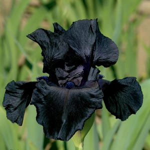 May include: A close-up of a fully bloomed black iris flower. The flower has multiple ruffled petals with a velvety texture. The center of the flower has a dark blue hue, and the background is blurred green foliage.