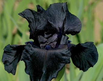 Raven Girl Black Bearded Iris Plant Potted | Easy To Grow Perennial