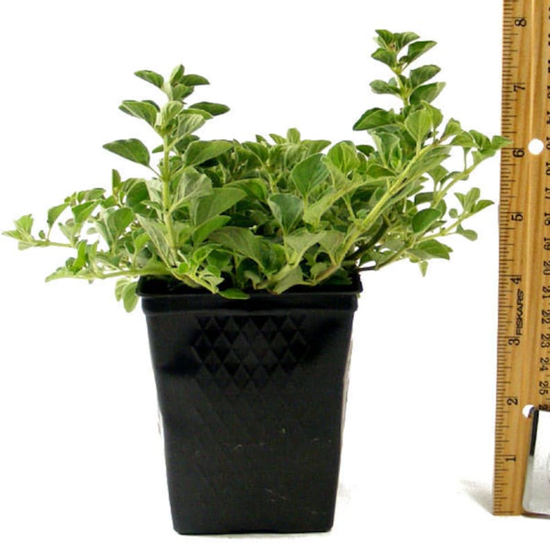 Rosemary Oregano Sage Set of 3 Plants Herb Collection Gourmet Etsy