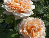 PRE-ORDER SPRING 2022 - Polka Climbing Rose Plant Potted 35 Petals Apricot Fragrant Flowers - Own Root Spring Shipping