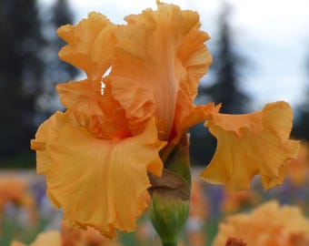 Orange King Iris Plant Quart Pot | Orange Flowers Bearded Iris - Heavy Bloomer! Easy To Grow Perennial
