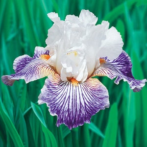 Crows Feet Iris Plant Quart Pot | Tall Bearded Iris Perennial Fragrant White & Purple Striped Flowers  - Ready To Plant Shipping Now