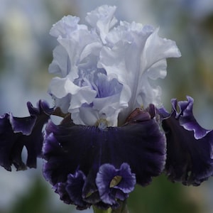 Feel the Thunder Iris Plant Quart Pot | Tall Bearded Iris Perennial Fragrant Bi-Color Blue Flowers  - Pre-order for Fall Shipping