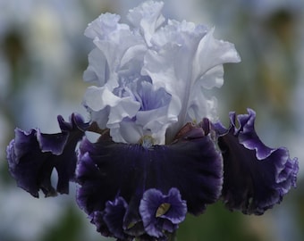 Feel the Thunder Iris Plant Quart Pot | Tall Bearded Iris Perennial Fragrant Bi-Color Blue Flowers