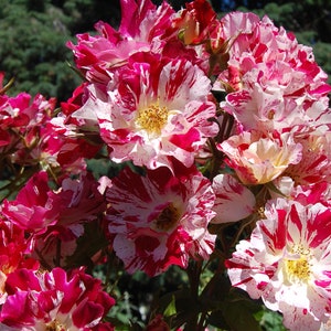Puede incluir: Primer plano de un grupo de rosas con llamativos pétalos a rayas rojas y blancas. Las flores tienen centros amarillos y están rodeadas de follaje verde. Las rosas están en plena floración, mostrando sus vibrantes colores y patrones intrincados.