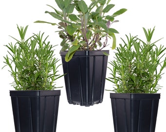 Herb Plant Collection | Quart Pots Contains 1 Sage & 2 Rosemary Plants - Great Gift Non-GMO Naturally Grown | Grow Inside or Out!