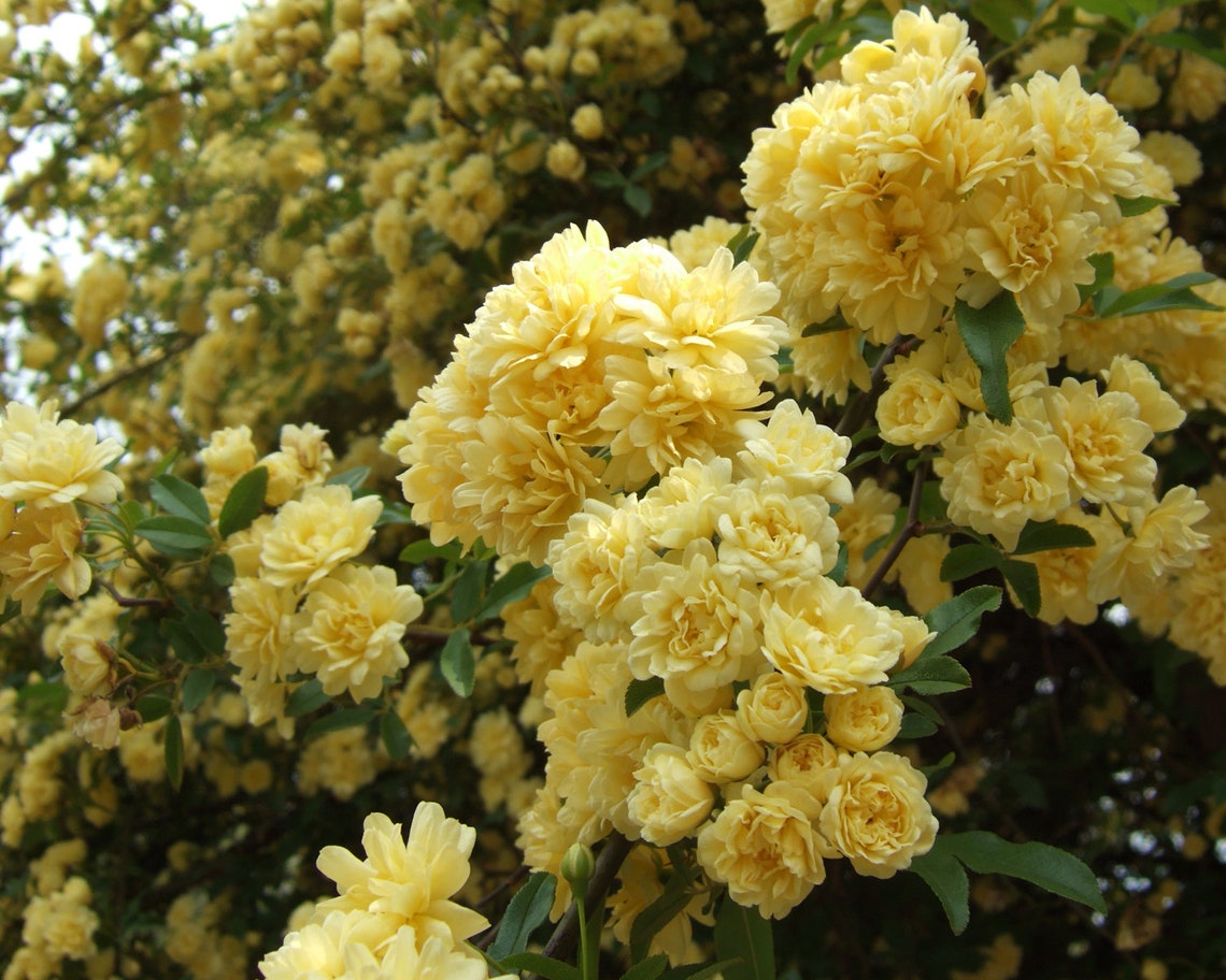 Lady Banks Yellow Climbing Rose Plant Potted Yellow Fragrant Etsy