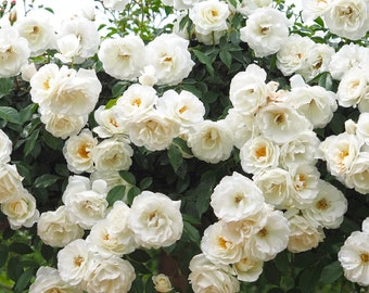 Climbing Iceberg Rose Plant 1.5 Gallon Potted | Non-Stop Blooms! White Flowers Easy To Grow Own Root - Shipping Now