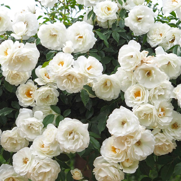 Climbing Iceberg Rose Plant 1.5 Gallon Potted | Non-Stop Blooms! White Flowers Easy To Grow Own Root - Shipping Now