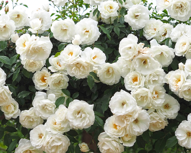 Climbing Iceberg Rose Plant Potted Floribunda White Flowers Etsy