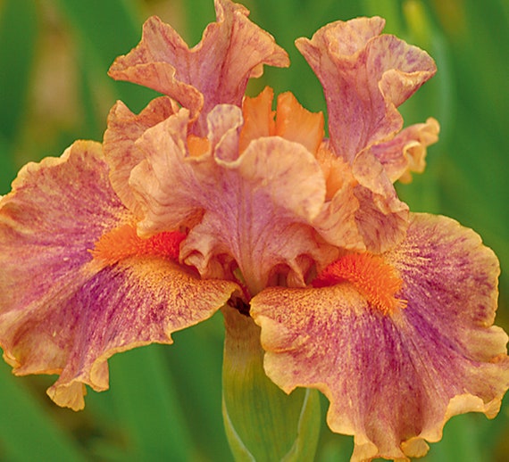 Bearded Iris Plant