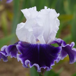 Local Ocean Iris Plant Quart Pot | Tall Bearded Iris Purple Blue Flowers - Easy To Grow Perennial - Pre-Order for Fall Shipping