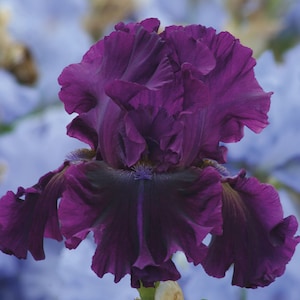 May include: A close-up of a deep purple iris flower with ruffled petals. The flower is in focus, while the background is blurred.