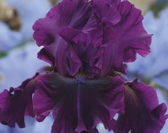 May include: A close-up of a deep purple iris flower with ruffled petals. The flower is in focus, while the background is blurred.