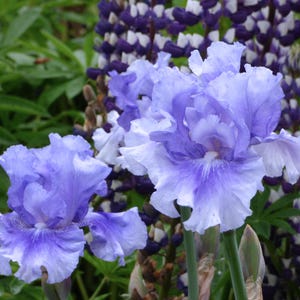 No Count Blues Iris Plant Quart Pot | Tall Bearded Iris Purple