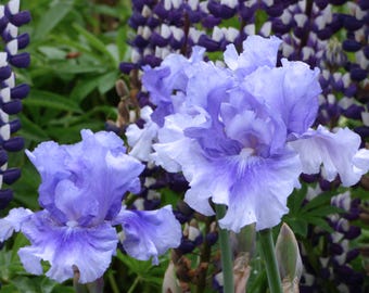 No Count Blues Iris Plant Quart Pot | Tall Bearded Iris Purple Blue Flowers - Easy To Grow Perennial