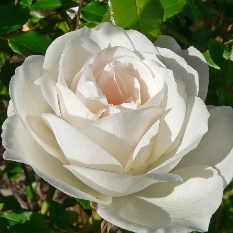 Fresh Garden Living Iceberg Rose Plant - Thumbnail 3