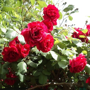 Blaze Improved Climbing Rose Plant  1.5 Gallon Potted | Non-Stop Fragrant Red Flowers - Own Root