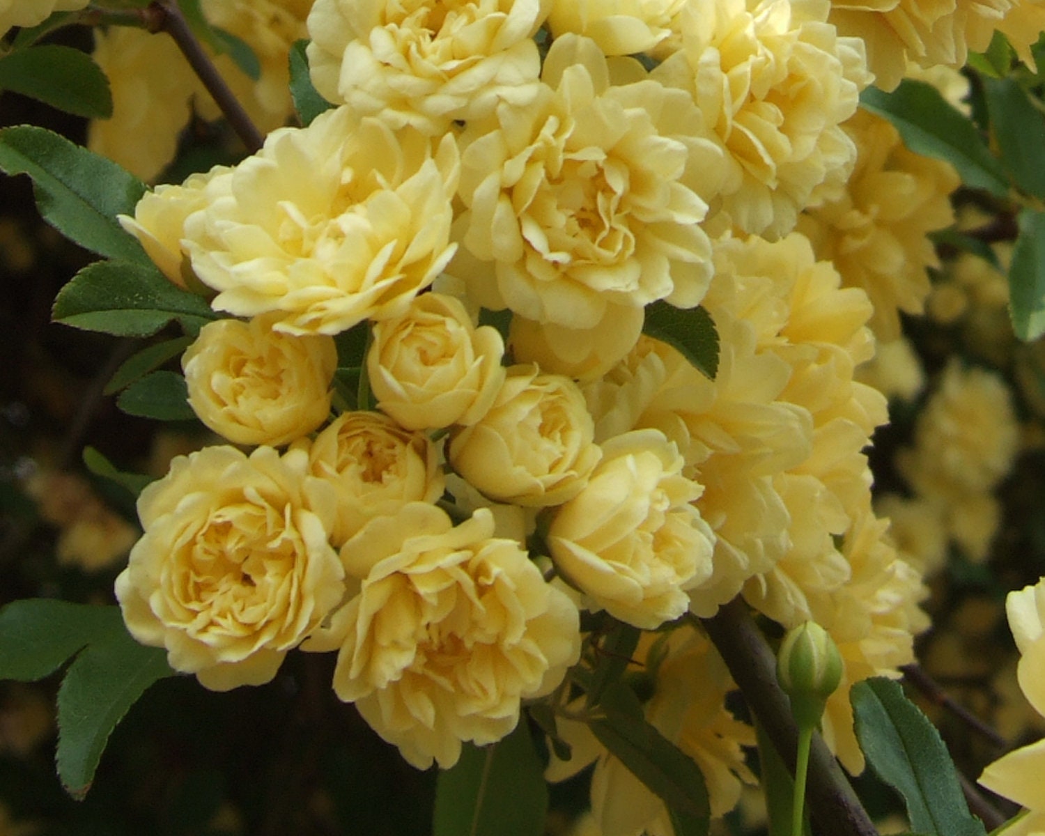 lady banks yellow climbing rose plant potted yellow fragrant