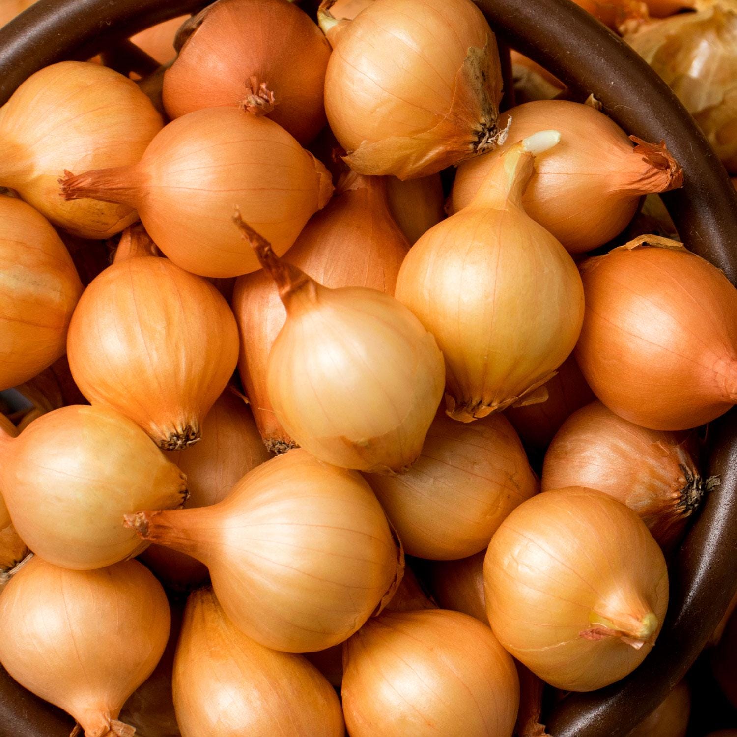 Yellow Onion Sets Naturally Grown  Non-GMO| Stuttgarter Onion Bulbs  50-60 Bulbs  - Plant in Garden or Grow Inside as Salad Greens