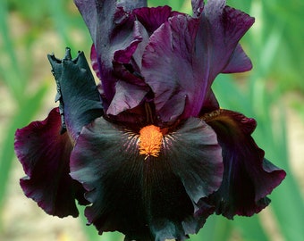 Dracula's Kiss Iris Plant Quart Pot  | Deep Purple Black Flowers Tall Bearded Iris - Easy To Grow Perennial Ready To Plant