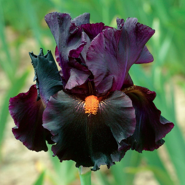 Dracula's Kiss Iris Plant Quart Pot  | Deep Purple Black Flowers Tall Bearded Iris - Easy To Grow Perennial Ready To Plant