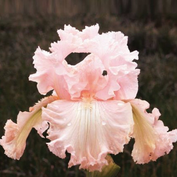 Society Page Iris Plant Quart Pot | Lovely Rose Pink Flowers Bearded Iris Perennial Plant  - Easy To Grow Ready To Plant