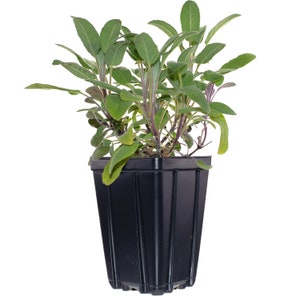 Puede incluir: Una planta de salvia en maceta con hojas verdes y tallos morados en una maceta de pl&aacute;stico negra.