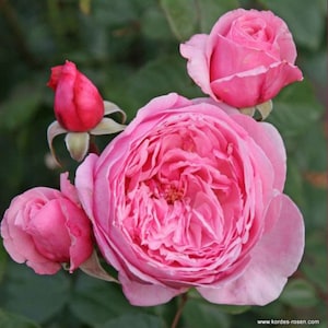 Rosal trepador Kiss Me Kate, 1.5 galones, en maceta, flores rosas dobles muy fragantes, raíz propia