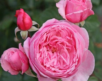 Kiss Me Kate Climbing Rose Plant 1.5 Gallon Potted | Very Fragrant Double Pink Flowers Own Root
