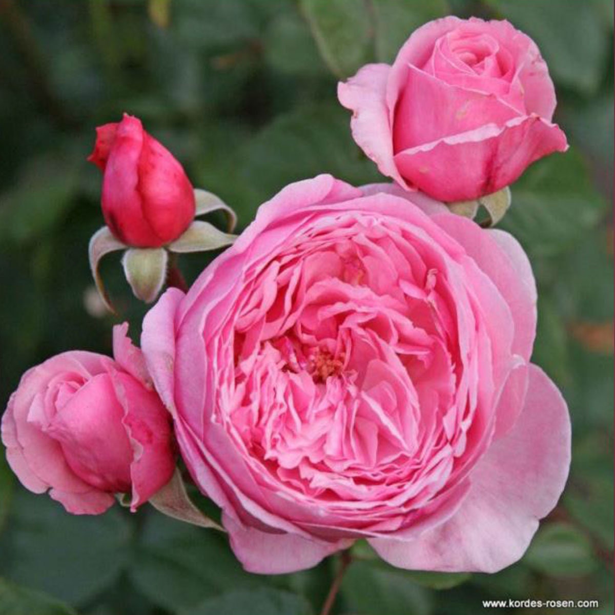 Kiss Me Kate Climbing Rose Plant 1.5 Gallon Potted | Very Fragrant