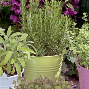 Hierbas de Provenza, Plantas aromáticas en macetas de un litro / Colección de cultivo natural sin OMG: Romero, Lavanda, Tomillo, Salvia - Fáciles de cultivar imagen 4