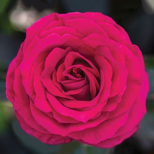 Stiletto Rose 1.5 Gal Plant Potted - Very Fragrant Magenta Hot Pink Flowers - Own Root Hybrid Tea