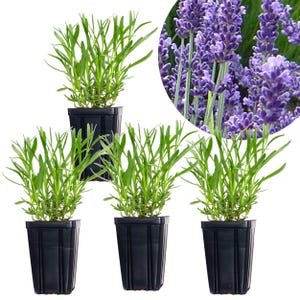 Lavender Plants Quart Pots, Set of 4 Easy To Grow Perennial Herb, Fragrant Purple Flowers For Container or Garden - French Provence Lavender