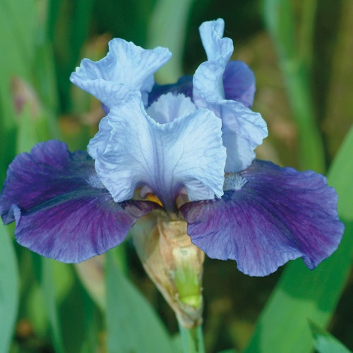 Immortality Iris Plant Quart Pot Repeat Blooming Fragrant Etsy