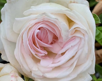 Rosal de color crema de primera calidad - Rosa híbrida de té rosa pálido y fragante, de raíz propia, con más de 100 pétalos.