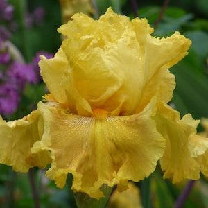 May include: A vibrant yellow iris flower with ruffled petals, covered in water droplets. The flower is in full bloom and has a delicate, intricate pattern in the center.
