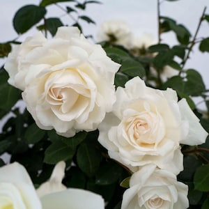 Cloud 10 Climbing Rose 1.5 Gal Pot | Large White Flowers Own Root Easy To Grow Climber