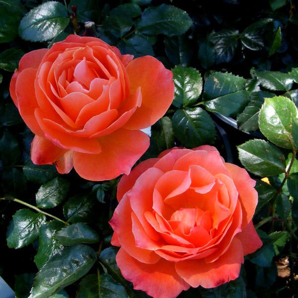 Livin Easy Rose Plant Potted | Very Fragrant Orange Flowers Floribund…