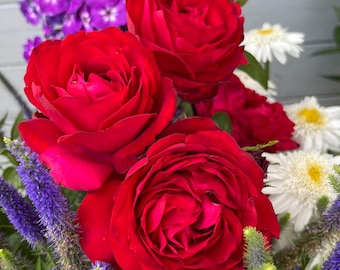 Tiamo Rose Plant 1.5 Gallon Potted - Fragrant Non-Stop Red Flowers - Own Root