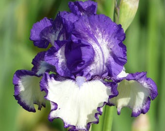Another Chapter Iris Plant Quart Pot | Tall Bearded Iris Perennial Fragrant Purple White Flowers