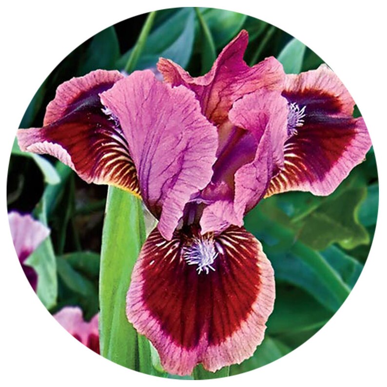Cat's Eye Iris Plant 4 Pot Fragrant Reblooming Etsy
