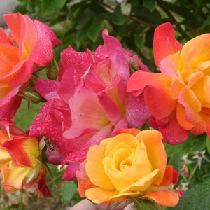 Joseph's Coat Rose Plant 1.5 Gallon Potted | Fragrant Climbing Rose Own Root Orange, Apricot, Pink Flowers - Shipping Now