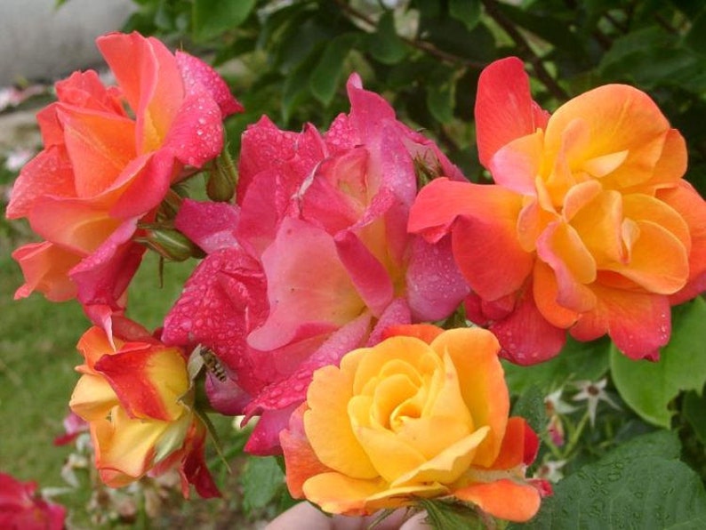 Joseph's Coat Rose Plant 1.5 Gallon Potted Fragrant Climbing Rose Own Root Orange, Apricot, Pink Flowers Shipping Now image 1