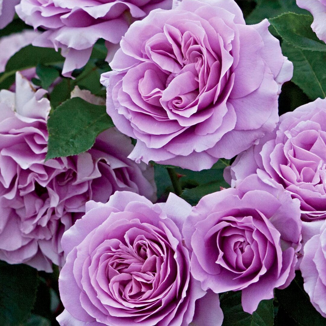 Angel Face Rose 1.5 Gal Plant Potted, Very Fragrant Pure Lavender ...